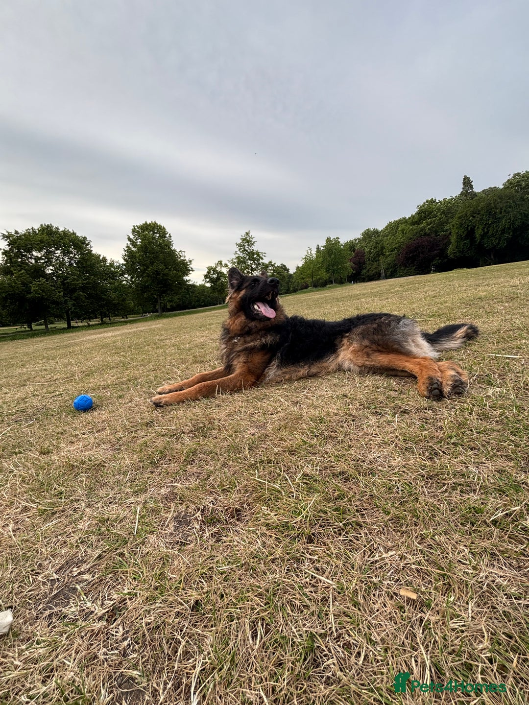 German Shepherd dogs for sale: Rehoming 1 Year Old Male German Shepherd - Advert 30