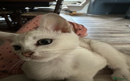 Asian cats for sale: GCCF reg Pedigree Kittens  - Image 3