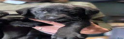 Labrador Retriever dogs for sale: CHUNKY Black Labrador KC REG Ready NOW  - Advert 16