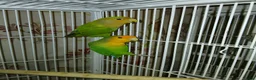 Lovebirds birds for sale: Lovebird pairs £60 pair. Blue lovebirds £60 each - Advert 5