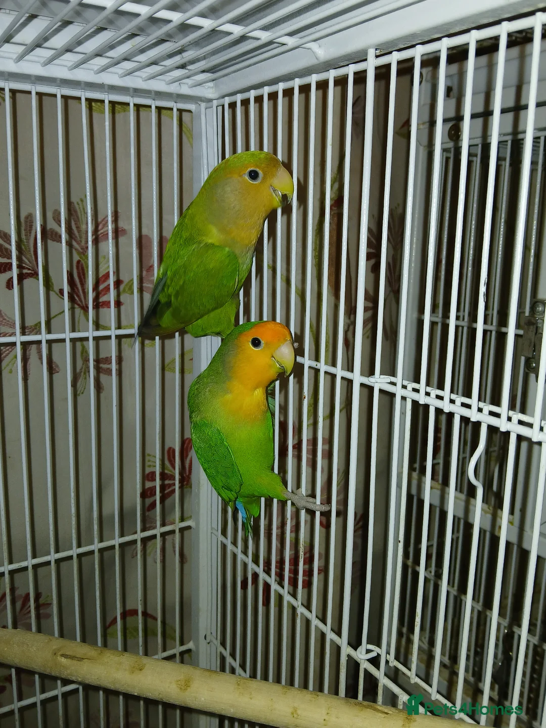 Lovebirds birds for sale: Lovebird pairs £60 pair. Blue lovebirds £60 each - Advert 5