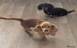 Mixed Breed dogs for sale: 75% Dachshund Cross Puppies - 4 Boys Available - Image 12