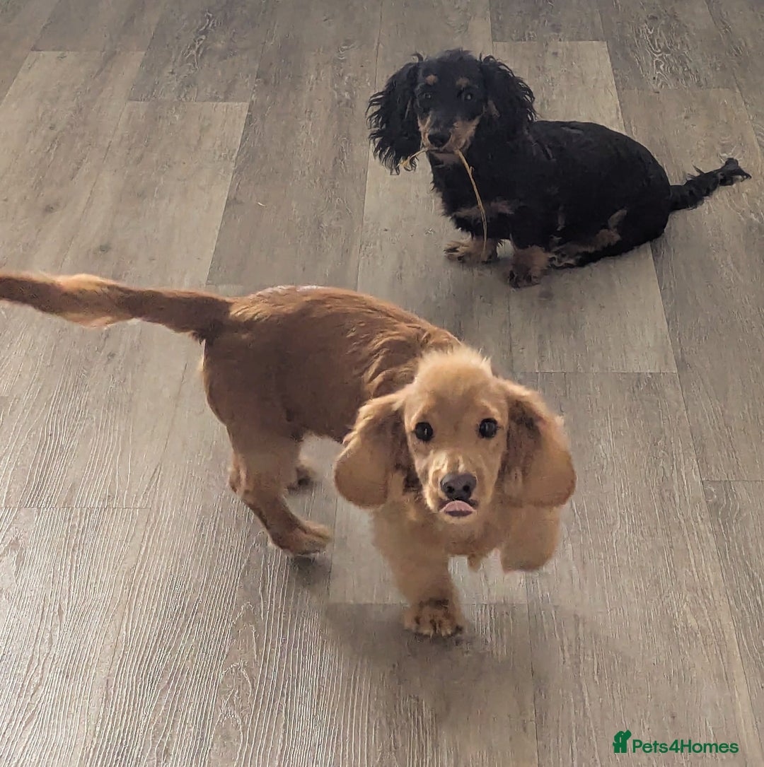 Mixed Breed dogs for sale: 75% Dachshund Cross Puppies - 4 Boys Available - Image 12
