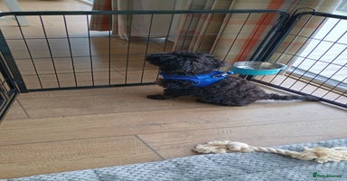 Toy Poodle dogs - Advert 6