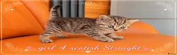 Scottish Fold cats for sale: Scotish Fold Kittens - Advert 12
