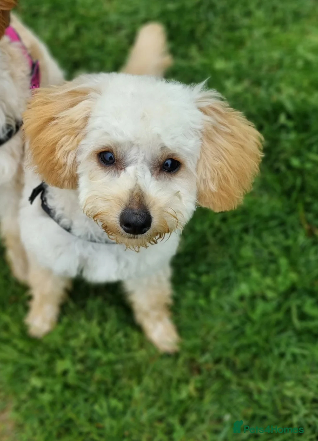Cockapoo dogs for sale: Rosie the little cockapo in Northampton - Advert 1