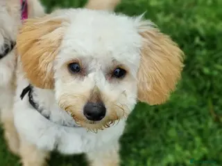 Cockapoo dogs Rosie the little cockapo - Advert 9