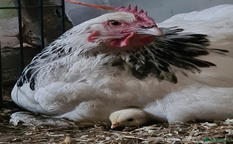 Chickens poultry - Advert 1