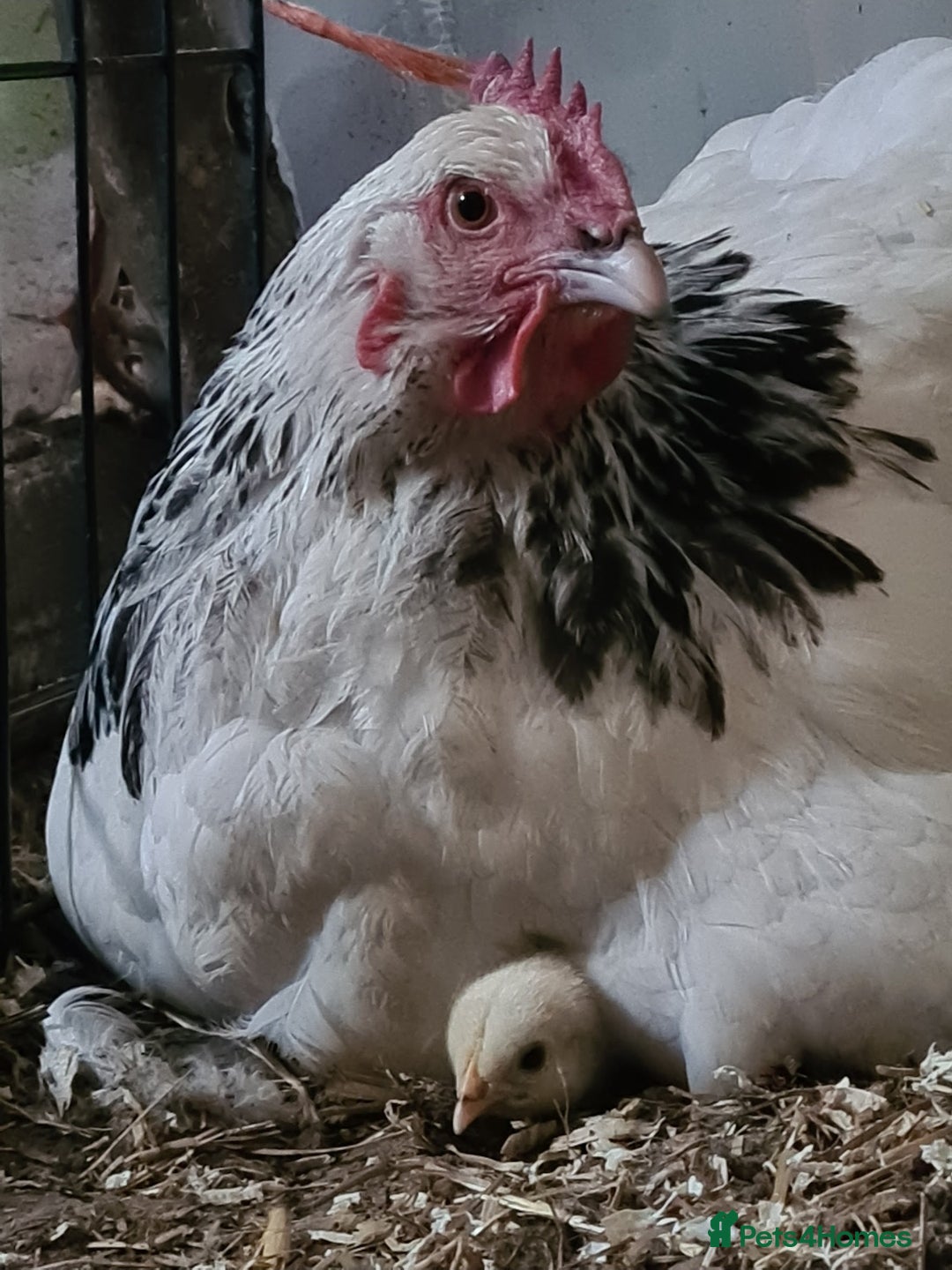 Chickens poultry for sale: Buff sussex and light hens minature appleyard duck - Image 1