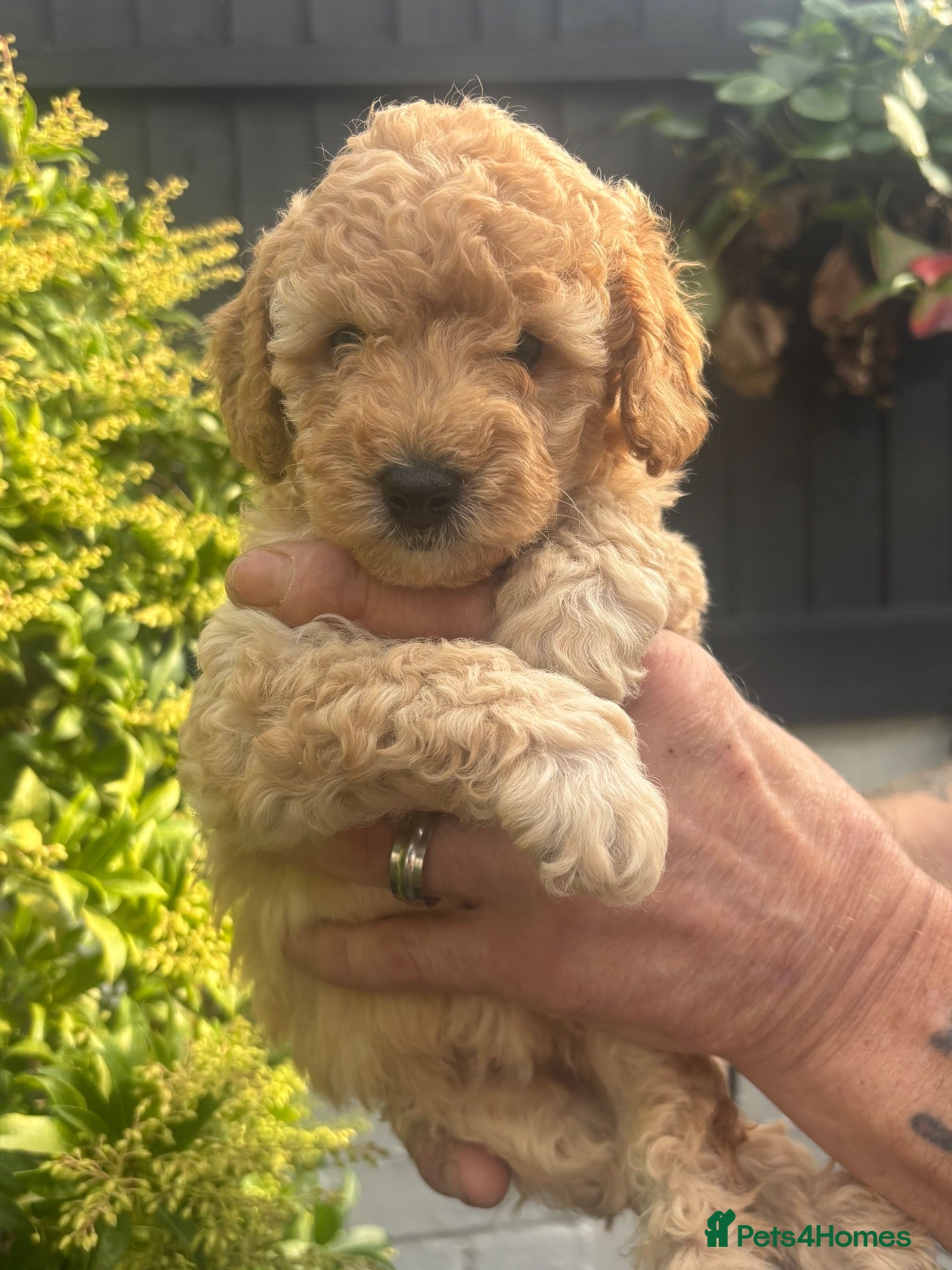 Miniature Poodle dogs Beautiful Miniature poodles - Advert 1