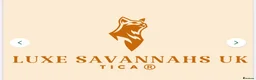 Savannah cats for sale: 🏵️ WORLDS BEST LINES 🏵️ Savannah F2 & F3 Kittens - Advert 6