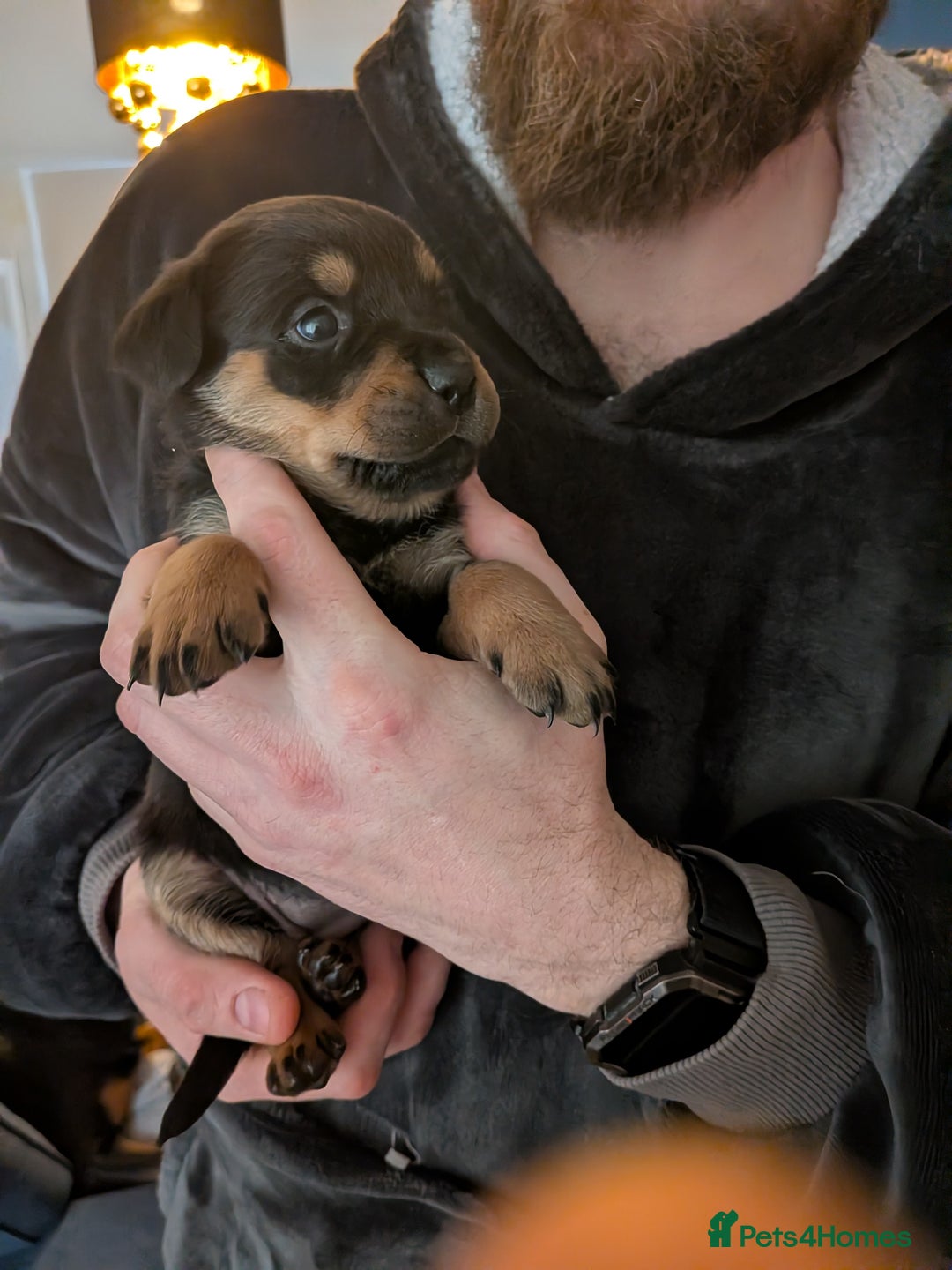 Rottweiler dogs for sale: ⭐ Rottweiler ⭐ - Advert 28