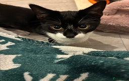 Mixed Breed cats for sale: rehoming Asap mother and 2 kittens - Image 2