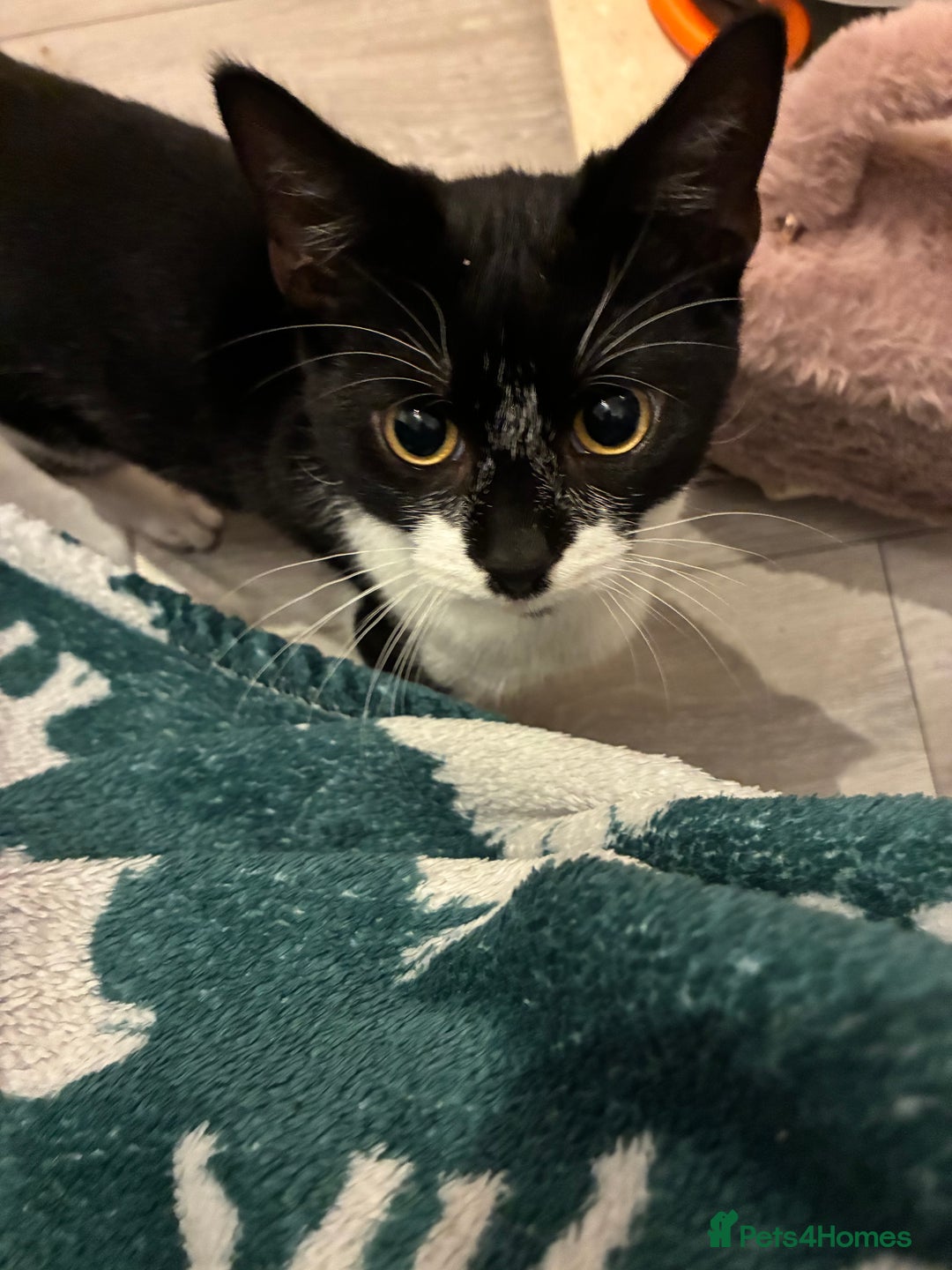 Mixed Breed cats for sale: rehoming Asap mother and 2 kittens - Image 2