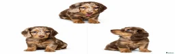 Miniature Dachshund dogs for sale: Long haired miniature dachshund  - Advert 3