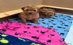 Miniature Poodle dogs for sale: KC registered Miniature Red poodles for Sale - Image 28