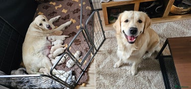 Golden Retriever dogs - Advert 8