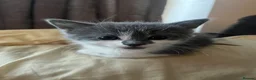 Norwegian Forest Cat cats for sale: 5 beautiful norwegian forest kittens  - Advert 2