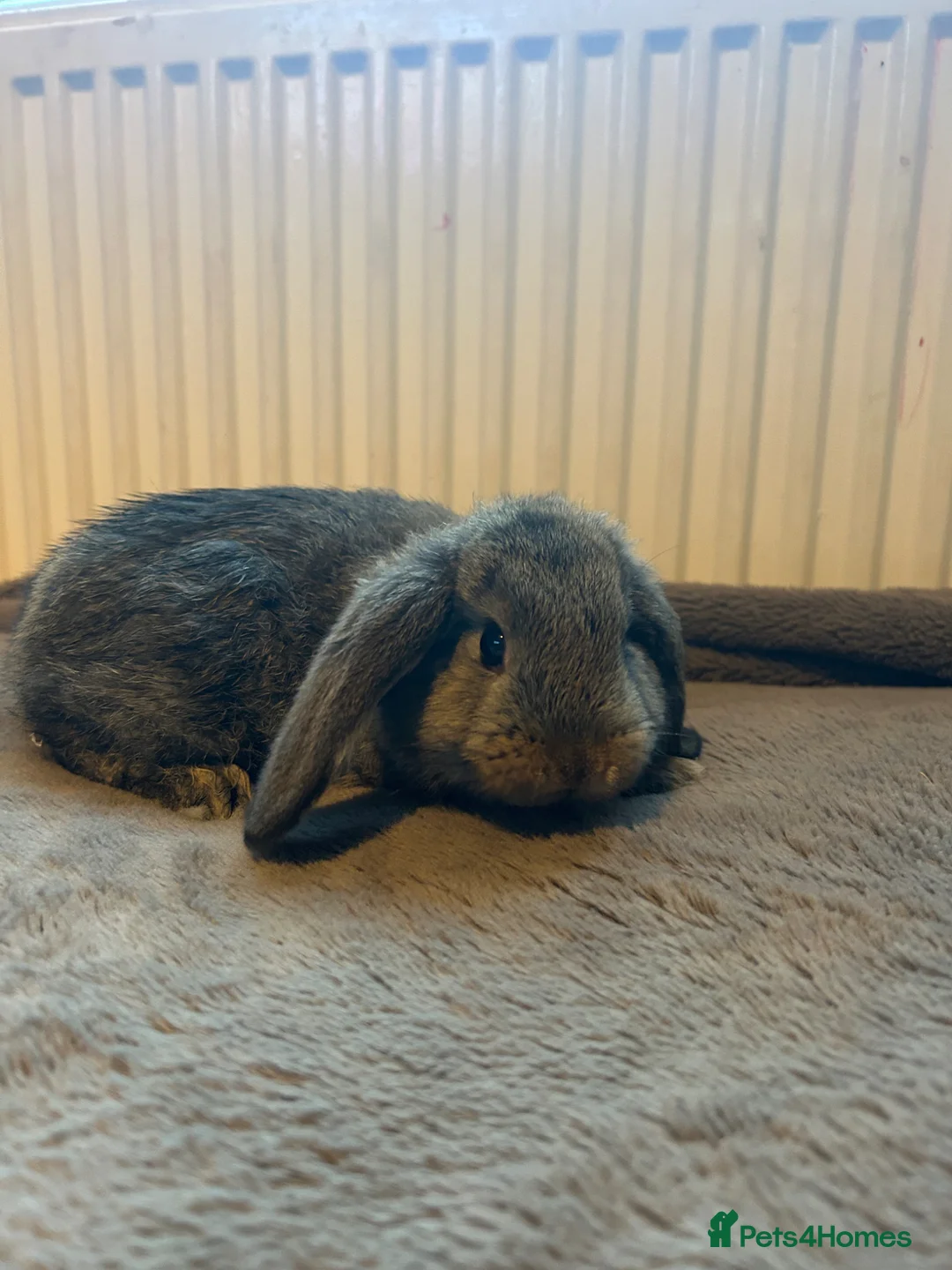 Mixed Breed rabbits for sale: Mixed breed baby bunnies  - Advert 2