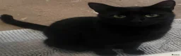 Domestic Shorthair cats for sale: Beautiful 4 year old male ‘Jasper’ - Advert 5