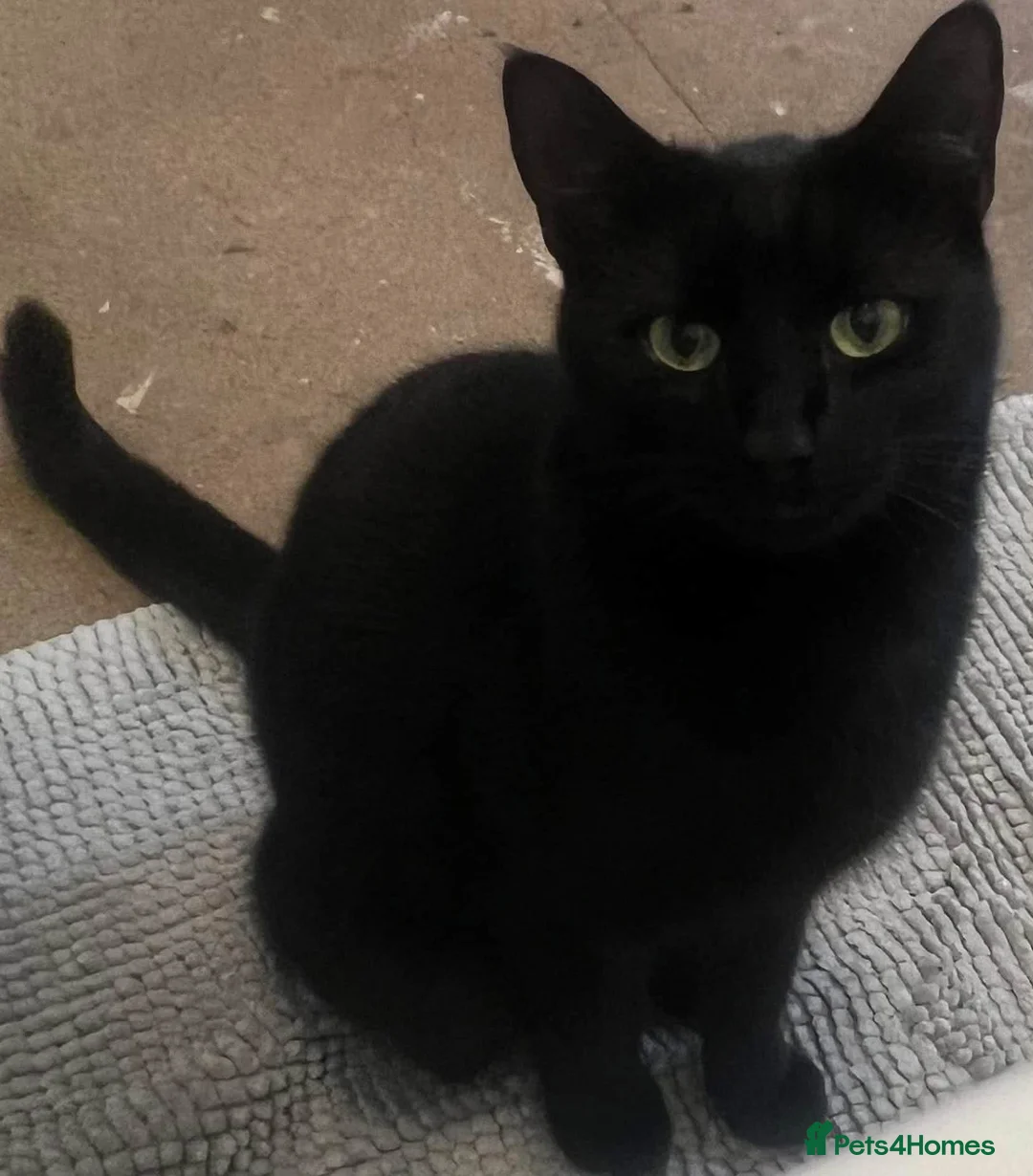 Domestic Shorthair cats for sale: Beautiful 4 year old male ‘Jasper’ - Advert 5