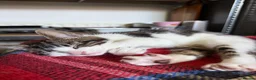 Mixed Breed cats for sale: Kevin - Advert 3