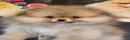 Pomeranian dogs for sale: Luxury Pomeranian puppies for sale!!! - Advert 18