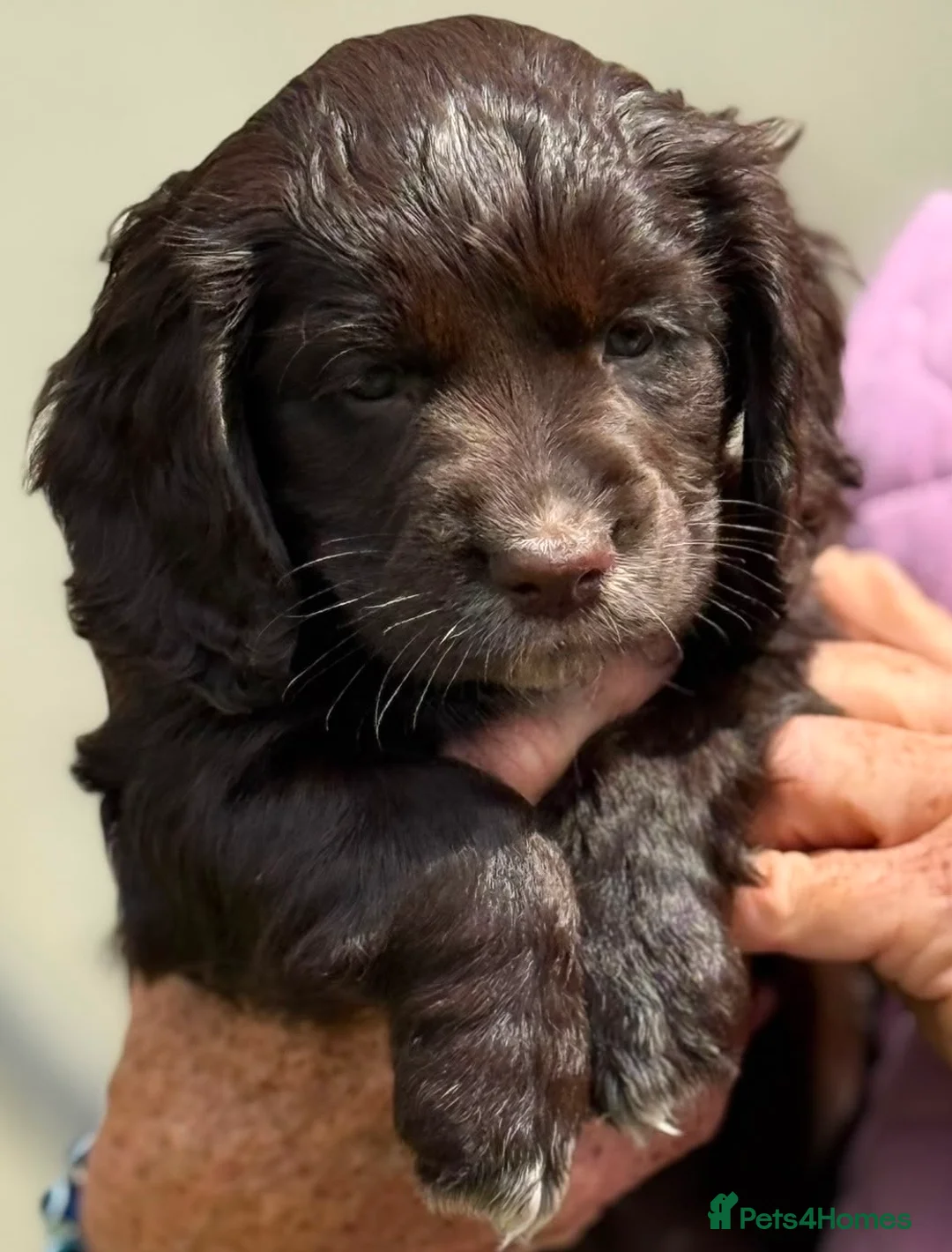 Cocker Spaniel dogs for sale: Exceptional Cocker spaniels  - Advert 4