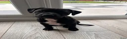Staffordshire Bull Terrier dogs for sale: Staffordshire bull terrier puppy (Lola)  - Advert 5