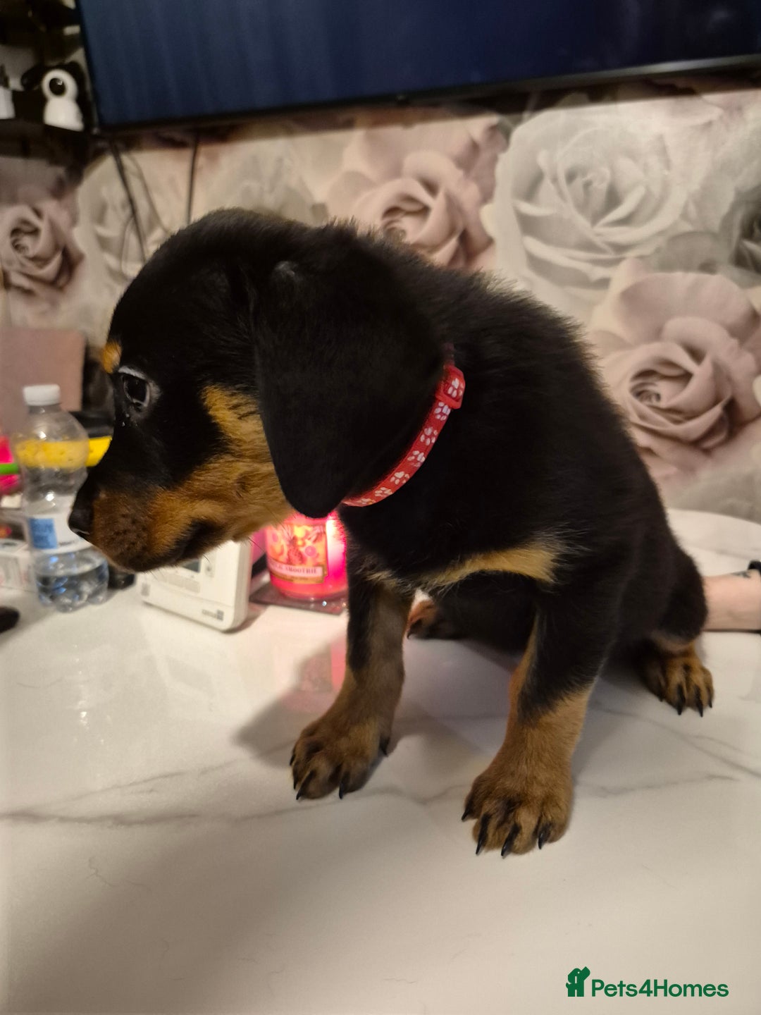 Rottweiler dogs for sale: One beautiful rottweiler boy - Advert 7
