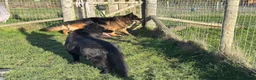German Shepherd dogs for sale: BONDED MALE & FEMALE REHOMING  - Advert 3