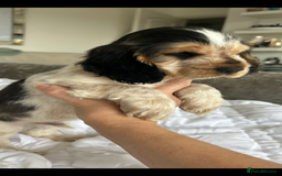 Cocker Spaniel dogs for sale: OUTSTANDING KC REG SHOW COCKER SPANIEL PUPPIES  - Image 9
