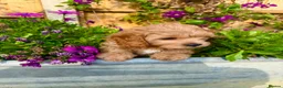 Cavapoo dogs for sale: READY NOW 2 Stunning Cavapoos puppies  - Advert 7