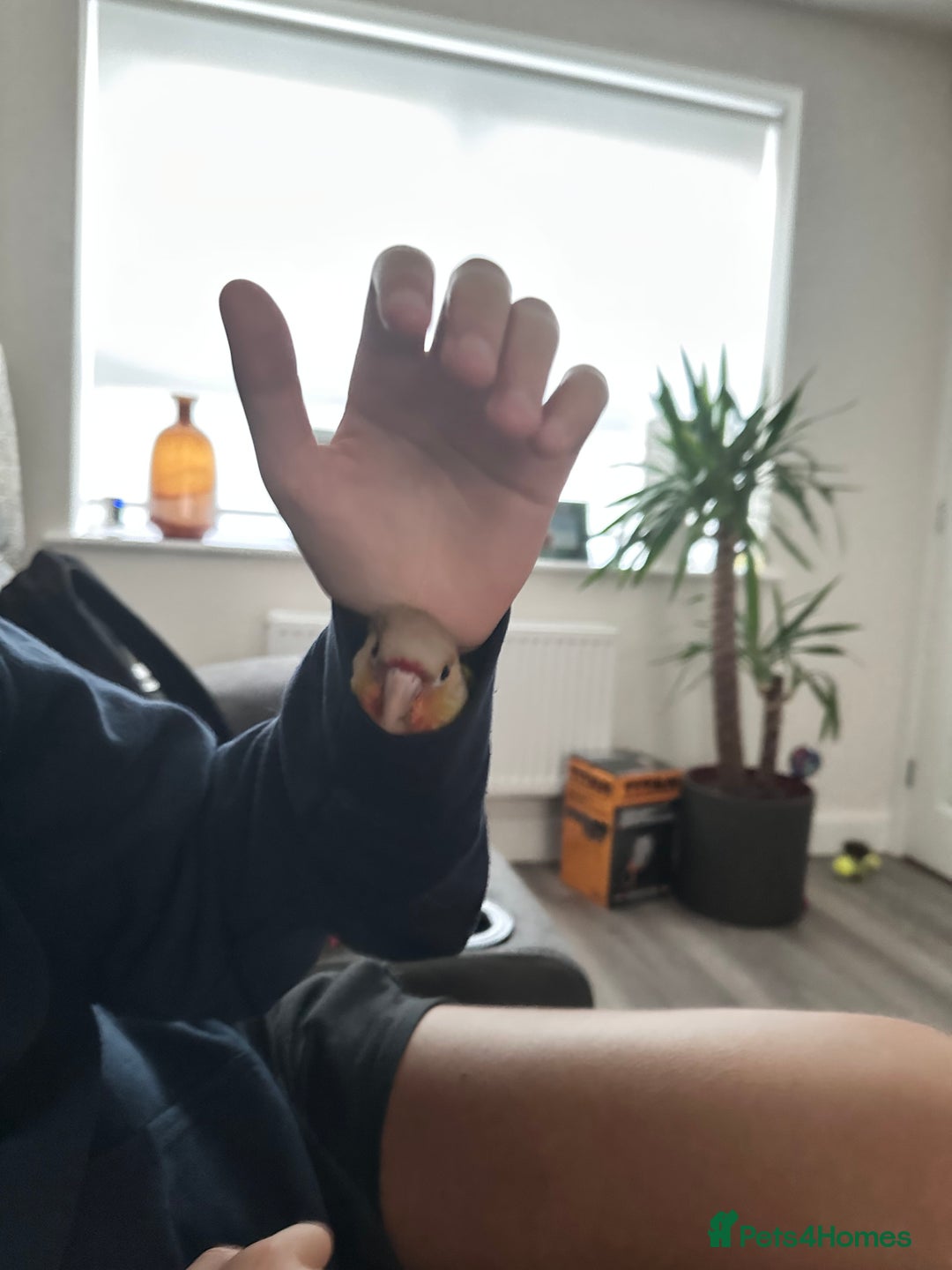 Conures birds for sale: Green Cheek Conure for sale 11months old £850 - Advert 11