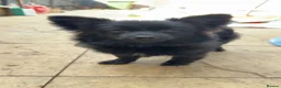 Pomeranian dogs for sale: 8 Month Old Female Pom in Eastleigh - Advert 1