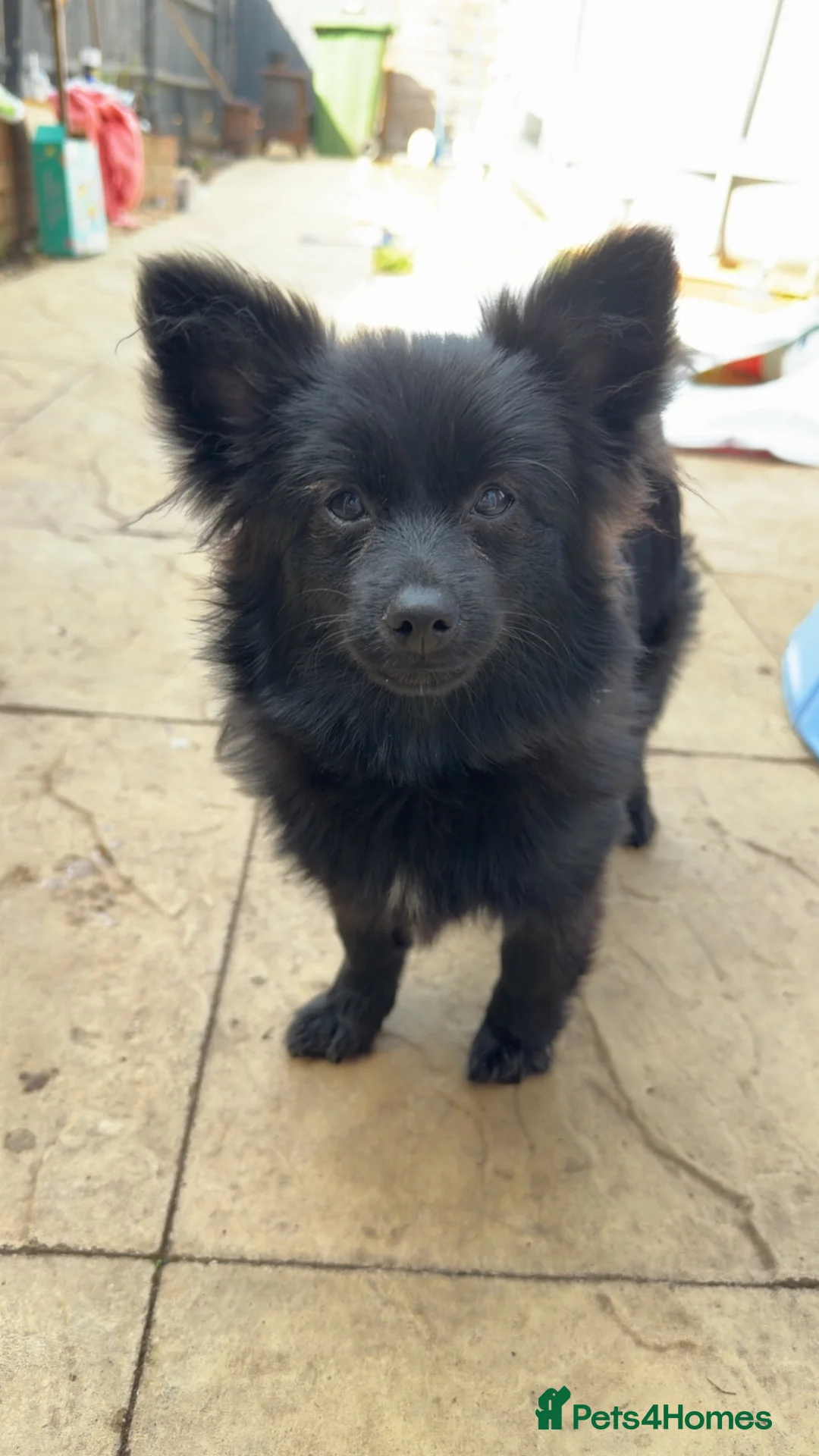 Pomeranian dogs for sale: 8 Month Old Female Pom in Eastleigh - Advert 1
