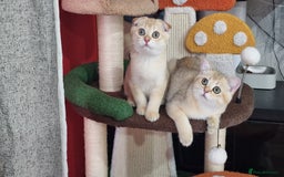Scottish Fold cats for sale: Scottish straight boy ready to leave - Image 23