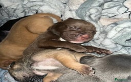 American Bull Staffy dogs for sale: Beautiful American bulldog x staff puppies   - Image 34