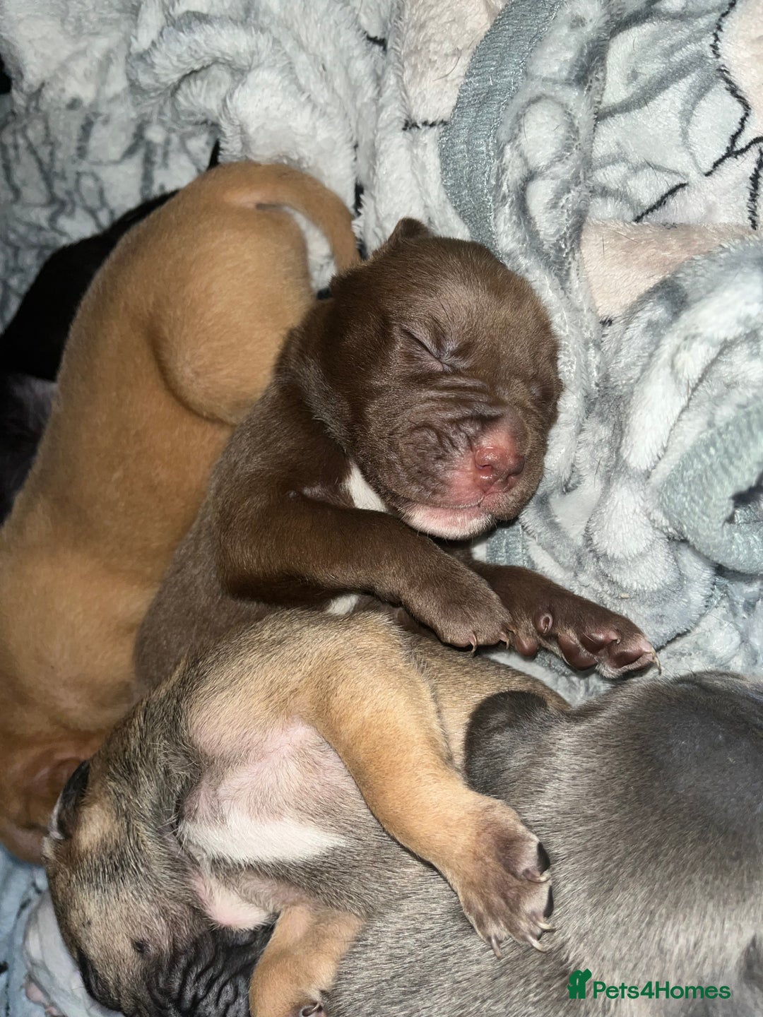 American Bull Staffy dogs for sale: Beautiful American bulldog x staff puppies   - Image 34