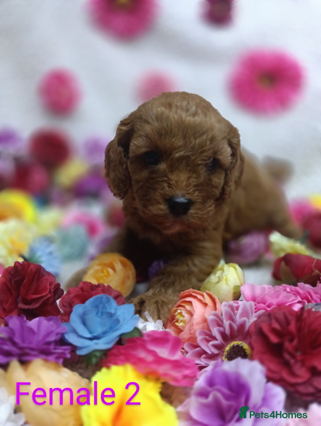 Cavapoo dogs for sale: Stunning F1 Quality Cavapoo Puppies. Dad Tested.  - Image 6