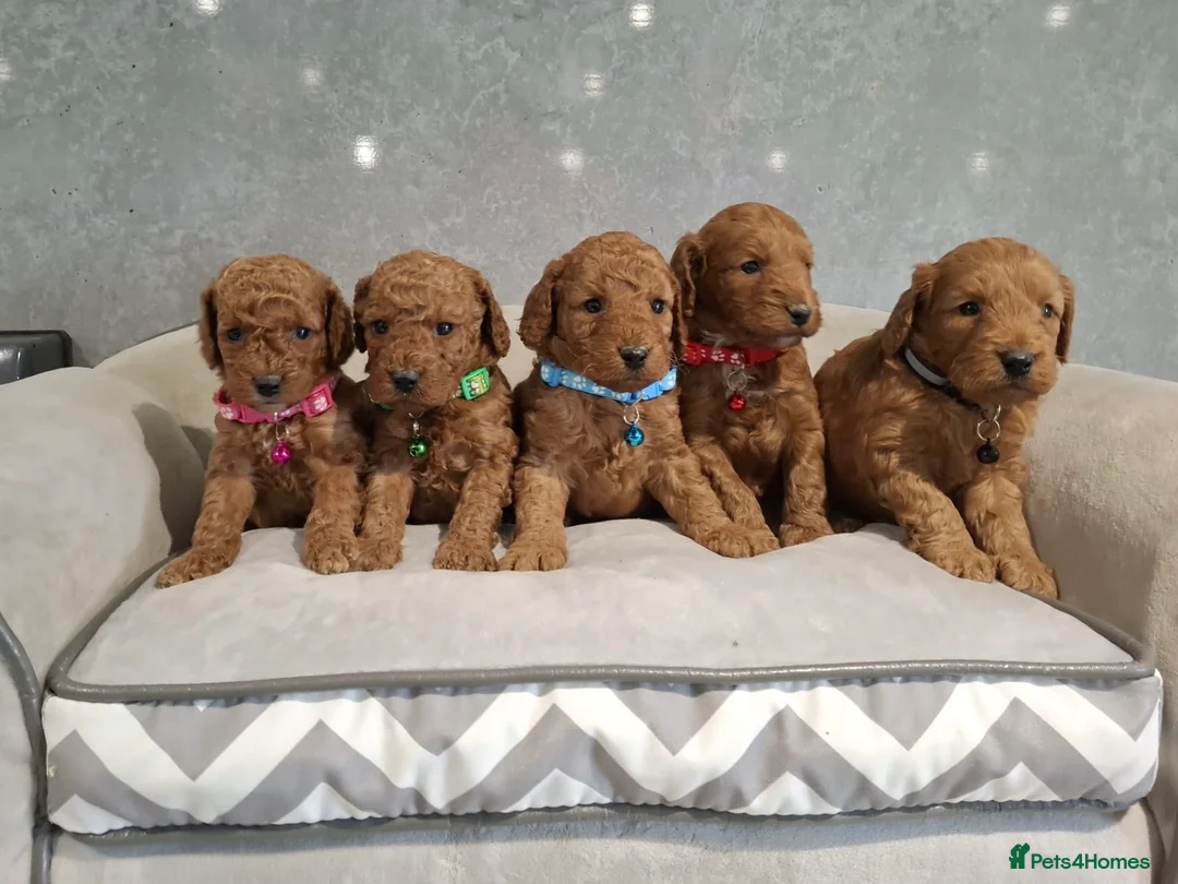 Cockapoo dogs for sale: Stunning F1B Cockapoos - Advert 2