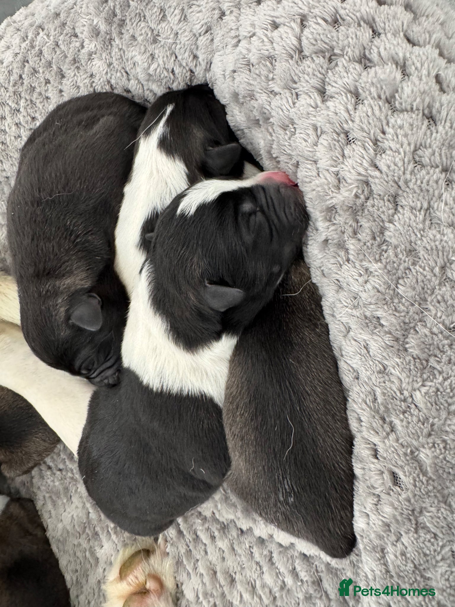 Mixed Breed dogs Mother is akita x staff father is full Akita - Advert 1