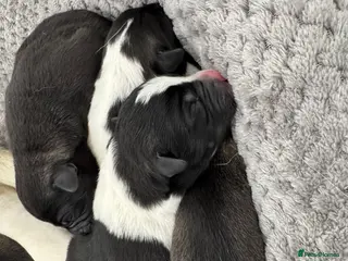 Mixed Breed dogs Mother is akita x staff father is full Akita - Advert 1