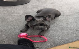 French Bulldog dogs for sale: French bulldog  - Image 5