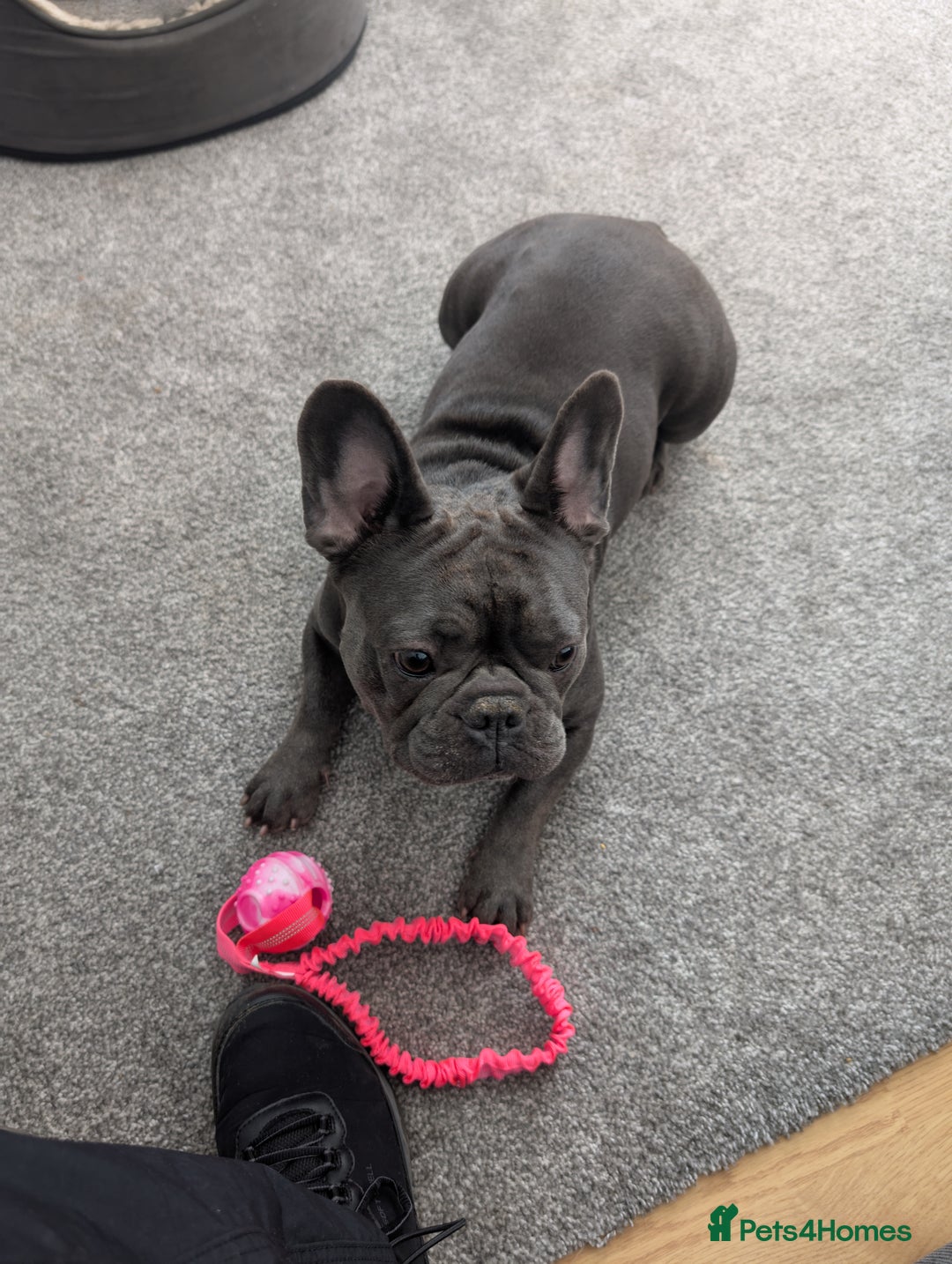 French Bulldog dogs for sale: French bulldog  - Image 5