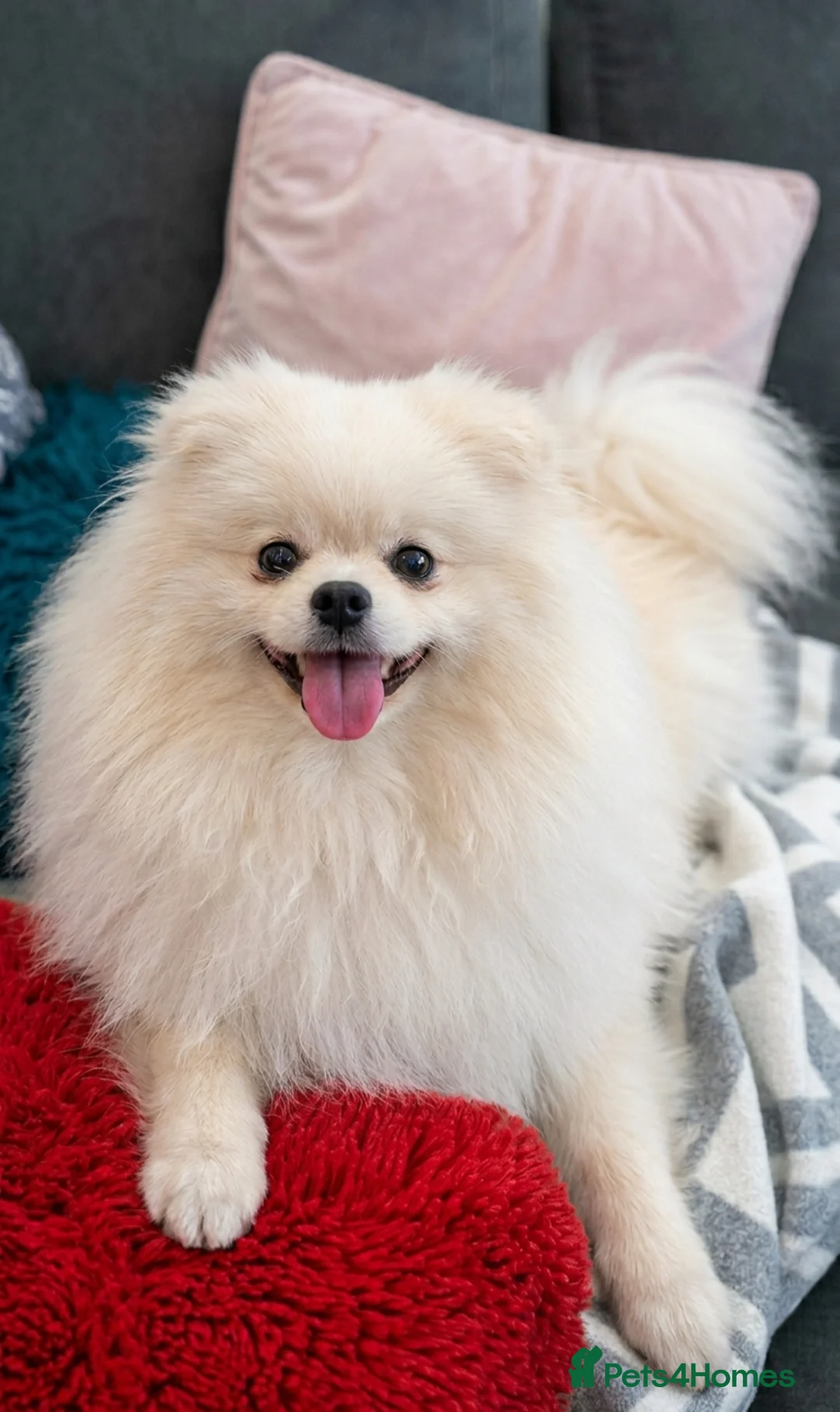 Pomeranian dogs for sale: 2,5 kg Teddy boy - Advert 1