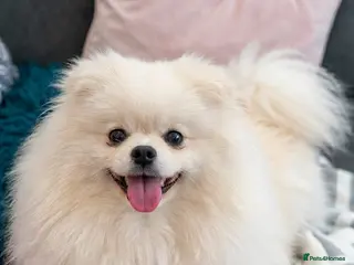 Pomeranian dogs 2,5 kg Teddy boy - Advert 1