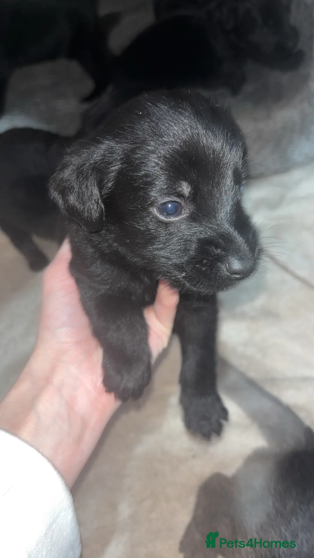 Mixed Breed dogs for sale: 9 gorgeous german shepherd cross cockapoo puppies  - Advert 9