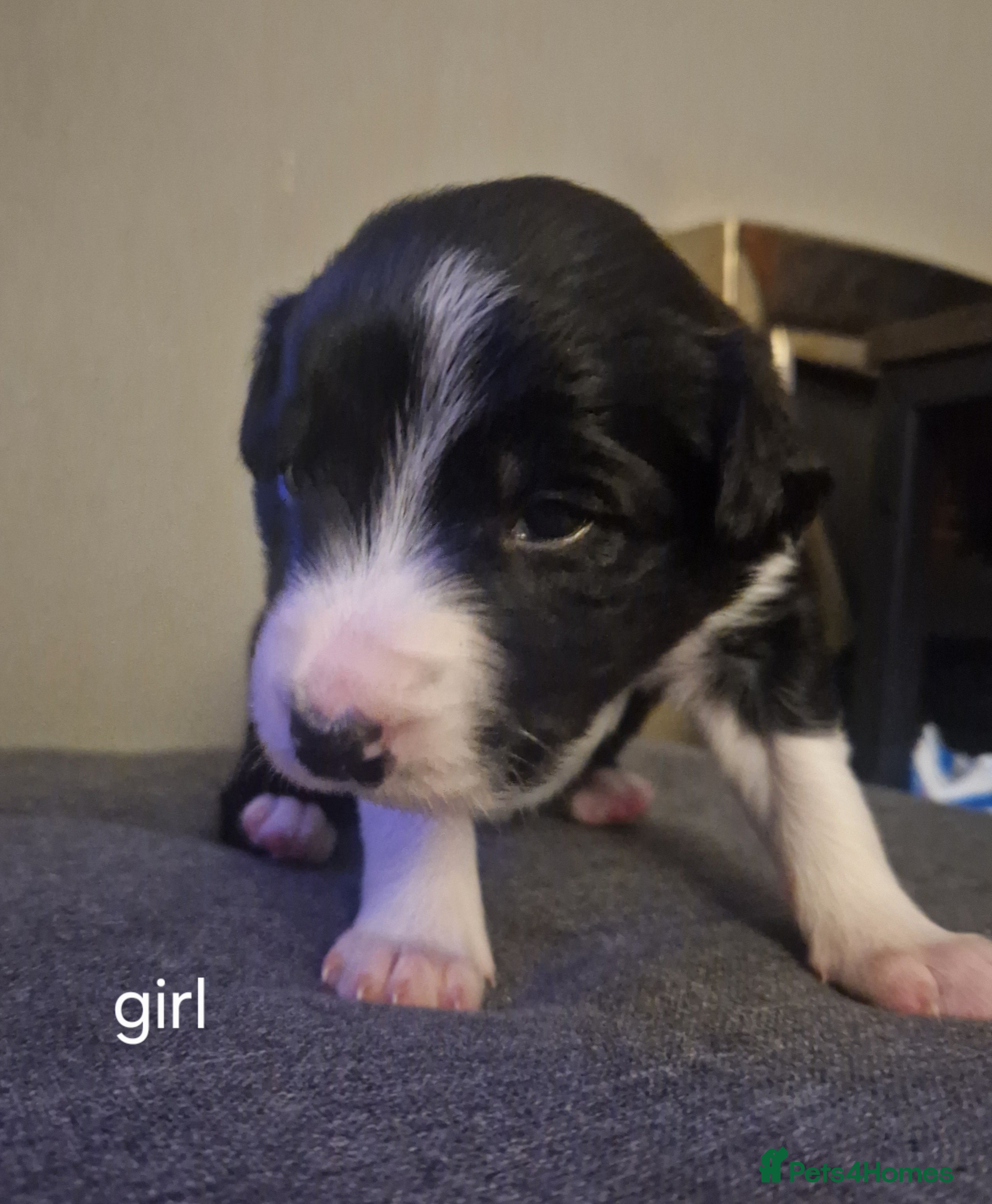 Border Collie dogs Border collie pups for sale  - Advert 1