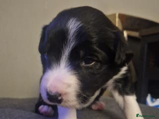 Border Collie dogs Border collie pups for sale - Advert 1